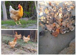 杨泽江农产品供应基地 中国惠农网上的优质食用农产品批发伙伴