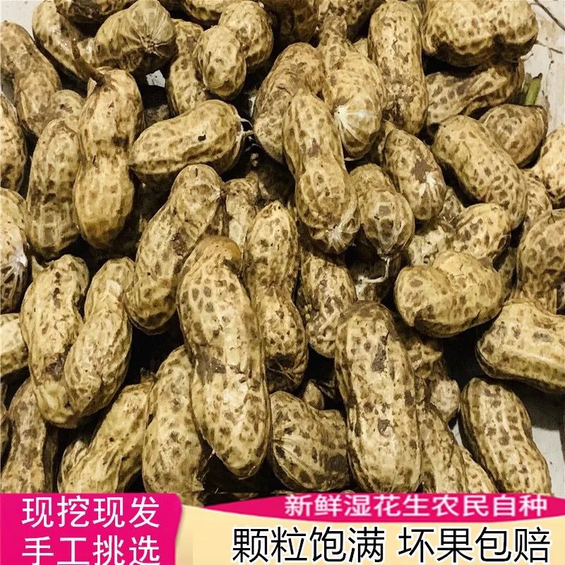 2021新鲜带壳湿花生 当季现挖的农家美味