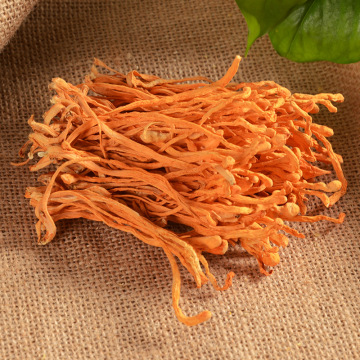 虫草花批发指南 金虫草与北虫草的食用价值与选购要点